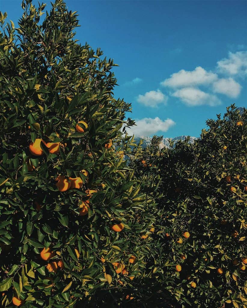 Mandarins on trees