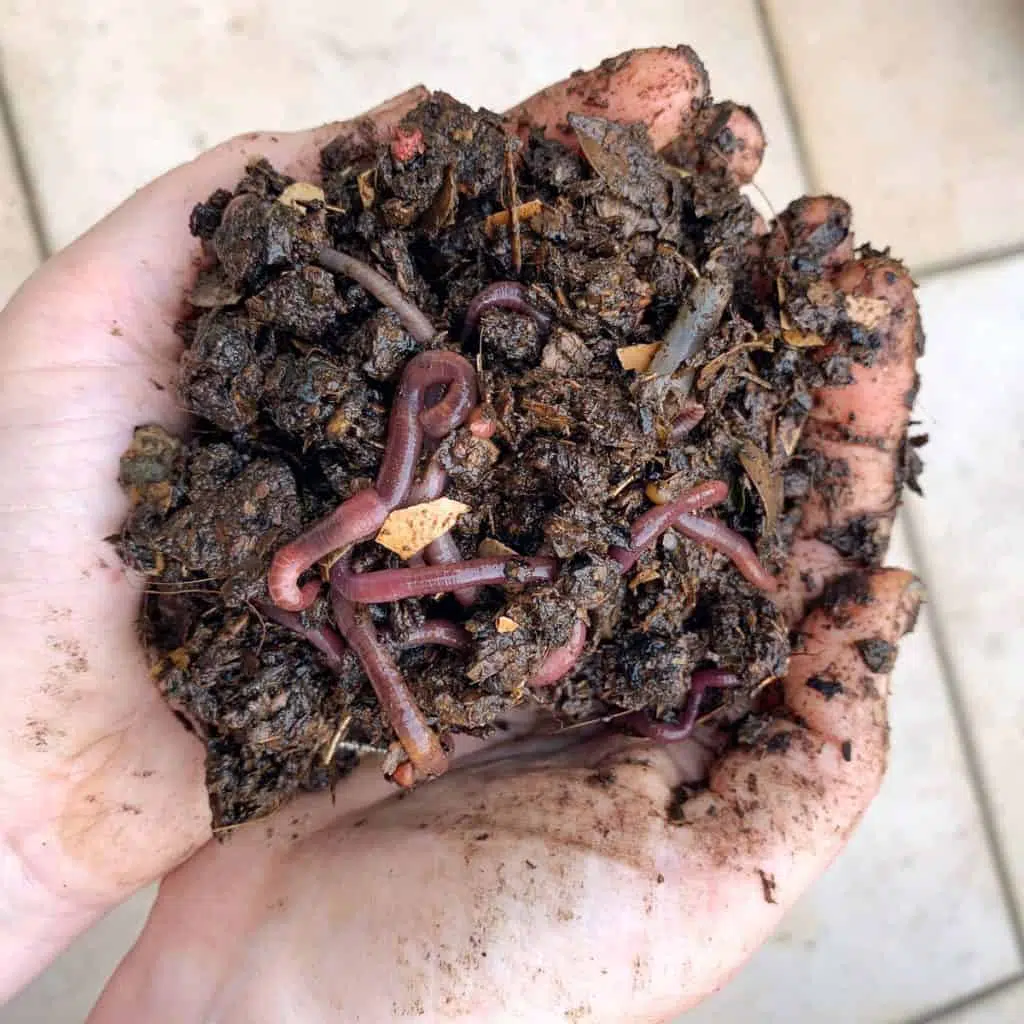 Compost with worms