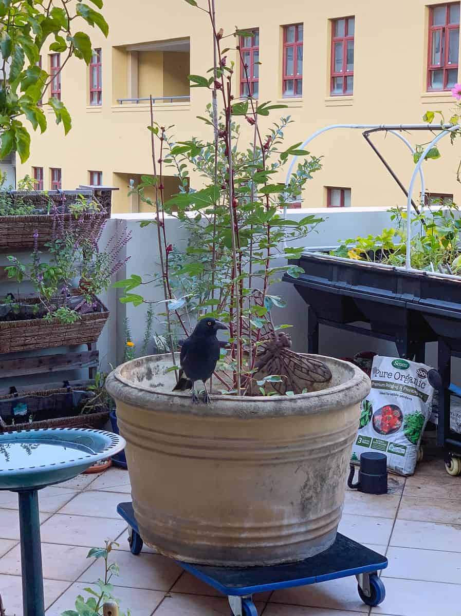A currawong sitting on the side of a large pot in a balcony garden that a rosella shrub is growing in.