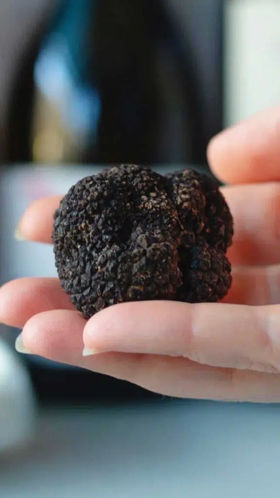 Fresh Black Truffle In a Hand