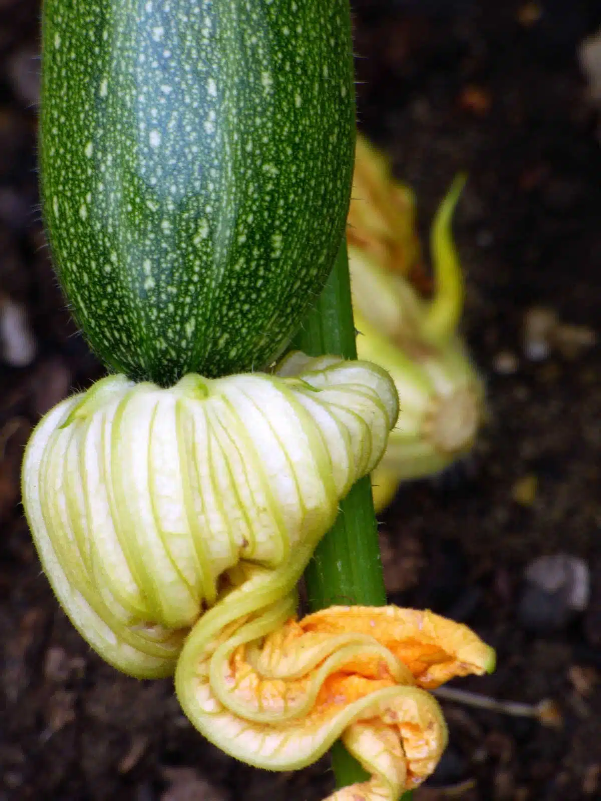 A zucchini plant growing in the garden. One zucchini has formed with a zucchini flower at the end.