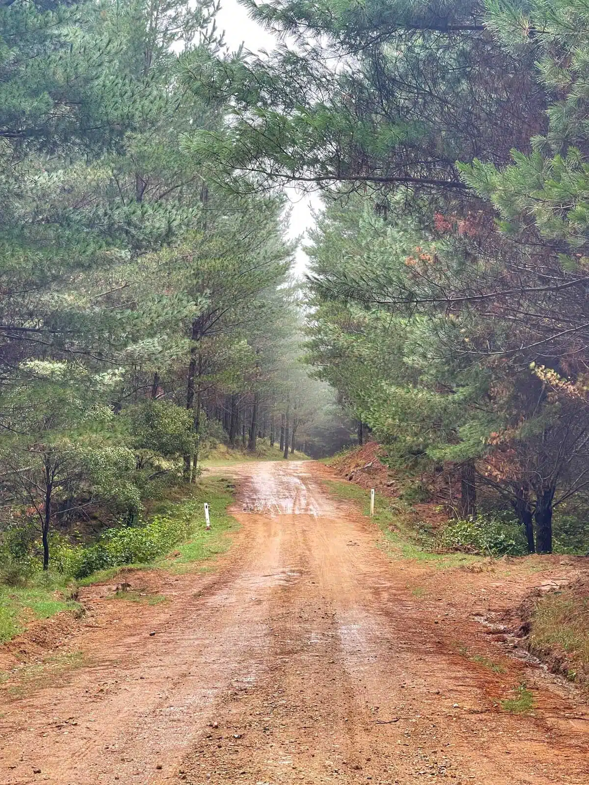 Looking down a dirt road towards a fog after the rain in a pine forest.