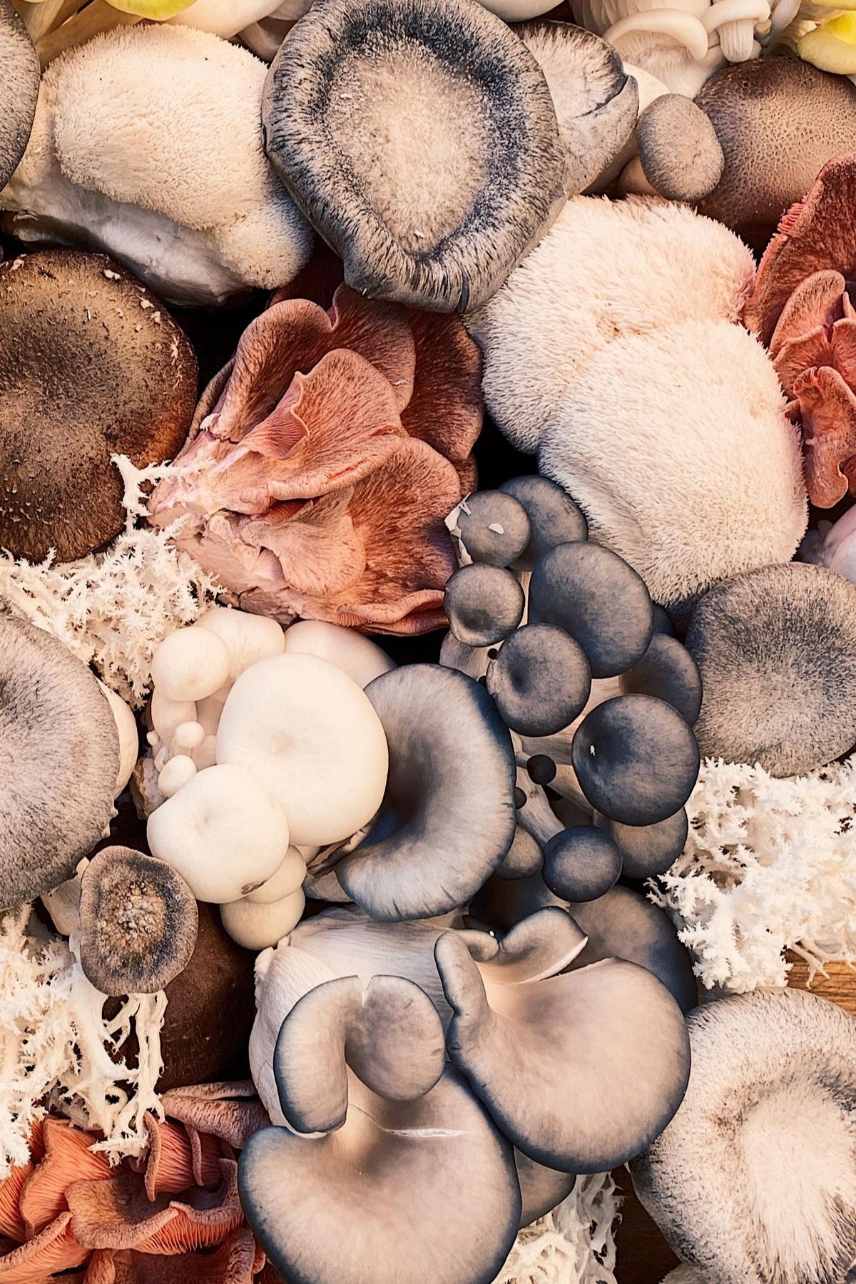 A close up of varied coloured and sized mushrooms.