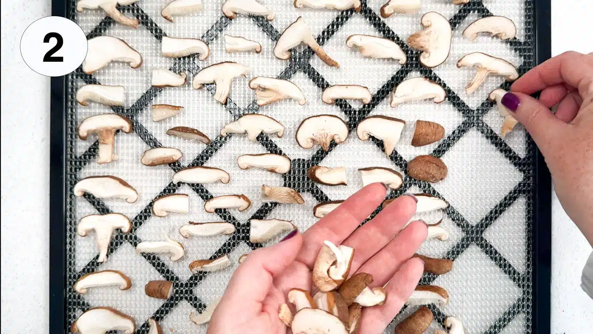 Two white hands are laying out sliced mushrooms on a mesh dehydrating tray.