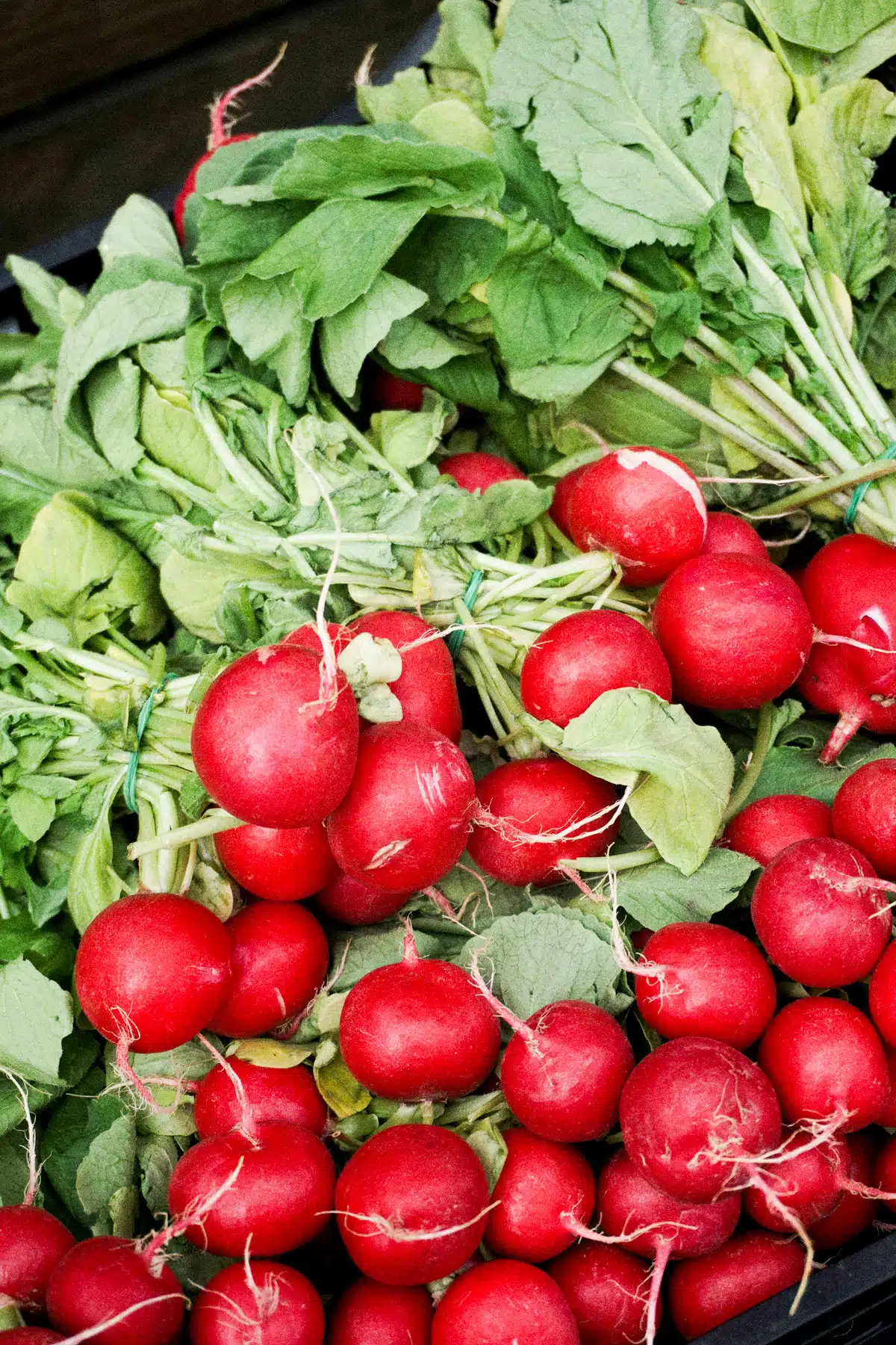 Close up of a large bunch of red radishes with green tops.